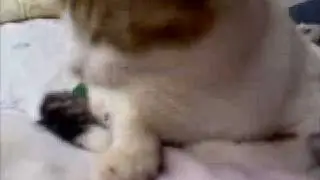 cat eats fly
