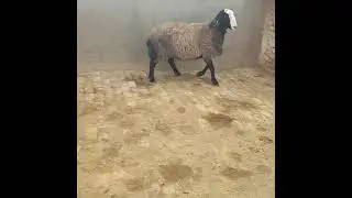 قوچ