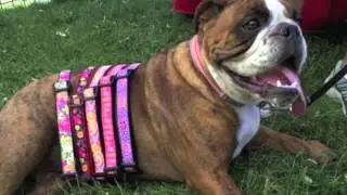Cute Dog Collars From Woofware.com