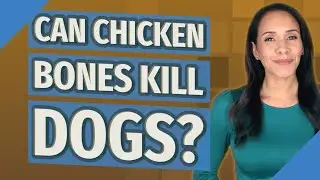 Can Chicken Bones kill dogs?