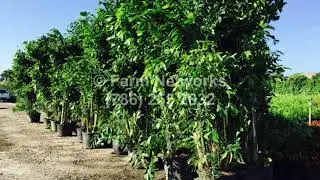 Fishtail Palm Trees - Wholesale