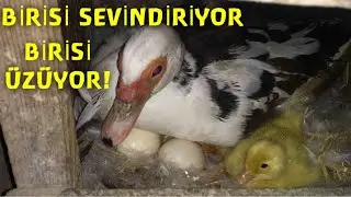 ÇİFTLİKTE PSİKOLOJİMİ BOZAN HAYVANLARIM🤯(ANNE ÖRDEK ve YAVRULARI)#yokböylebirhayvan#çiledençıktım