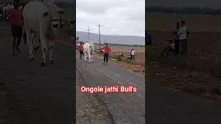 ongole jathi gittalu power full gittalu #shorts