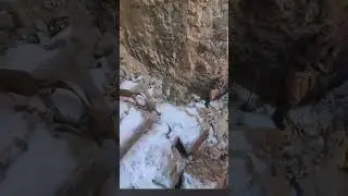 A Biologist Darts a Mountain Lion. It Nearly Attacks Him