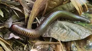 Giant Millipede Crawling Through the Forest Floor