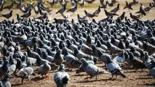 Pigeon farm. Pigeon video. Animals in world. 