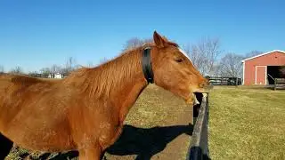 Red Sprite tries the No-No Collar, an anti-cribbing collar