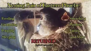Eastern Phoebe's Have Returned to Nest Again in the Barn,,#birds #bird #birdwatching #birdlovers