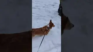 Pembroke welsh corgi dog play with SPITZ #SHORTS #CORGIS #spitz #DOGLOVER