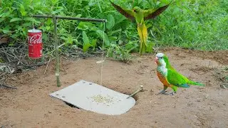 Creative Unique Quick Parrot Trap Using Paper & Coca Cola
