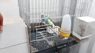 MUHABBET KUŞU YAVRULARI ÇIKTI 🐦🐦🐦