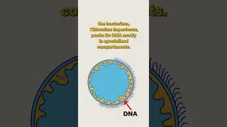 This giant microbe organizes its DNA in a surprising way | Science News