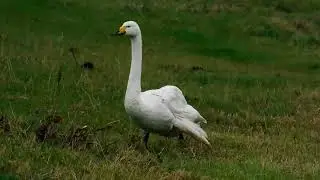 Whooper Swan