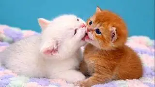 Котёнок Тони наблюдал… и не стал мешать