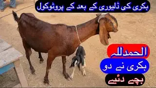 Goat Delivery Protocol//Weak Goat Gives 2 Babies// بکری کی ڈلیوری کے بعد کے پروٹوکول//Goat Delivery 