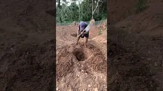 Tapioca cultivation #tapioca #kerala