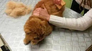 Zooro kefe használata macskán :) Nyakunkon a vedlési időszak. Zooro - Amazing Grooming Tool