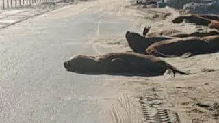   La fauna libre en Necochea Rep&uacute;blica Argentina.....sona portuaria protegida..... 🇦🇷🇦🇷🇦🇷