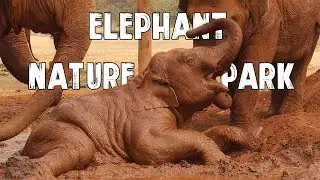 Tribute to Elephant Nature Park