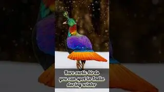 Rare Exotic Birds You Can Spot in India During Winter 🦜🇮🇳 | Migratory Birds in India #shorts