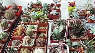 Первый полив кактусов после сухой и холодной зимовки на балконе💥💕🥰