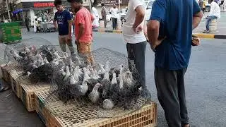 Dammam seiko birds market #birds #lovebird #youtube #birdsounds #australian #beautiful