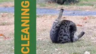 Synchronized Clean-Up: The Perfect Cat Bonding Moment