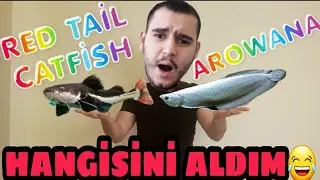 RED TAİL CATFİSH Mİ?  AROWANA MI  ALDIM!!!