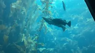 Kelp bass (paralabrax clathratus)