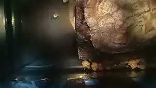 My pet turtle her name is Raphael