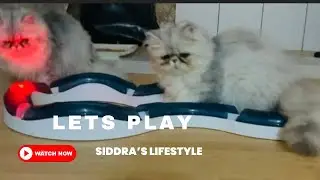 Purr-fect Playtime with Persian Kittens