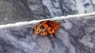13 Spotted Tortoise Beetle