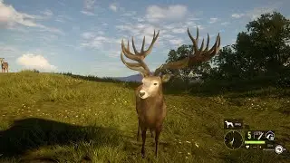 Castro red deer guide