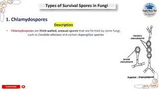 Chlamydospores | Types of Survival Spores in Fungi #chlamydia #mycology #spore #microbiology