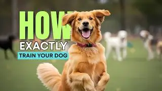 Dog Training Secrets | How Positive Reinforcement Builds the Perfect Pup