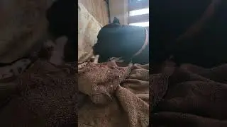 Кобели породы Кане Корсо Гоку в беспорядке после угощения из свиного уха 😋 #канекорсо #мастиф #ко...