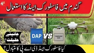 Is Phosphoric Acid the DAP Alternative safe for wheat crop?