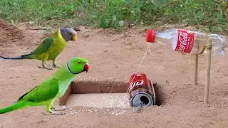 Underground Parrot Bird Trap Using Flat Paper And Bottle - Simple Unique Bird Trap