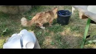 Хроника одного дома 🌞 🐱 02.  На новом месте