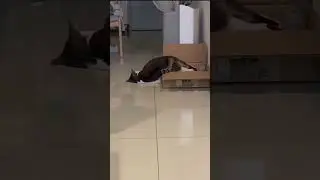 Laziest cat on the whole planet #cutecats #cuteanimals #lazyanimals #lazycat #funnycatvideo #funny
