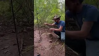 Making cordage from milkweed #foraging #bushcraft #campinglife #outdoors #lifestyle
