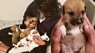 Watch Me Buy TEN puppies