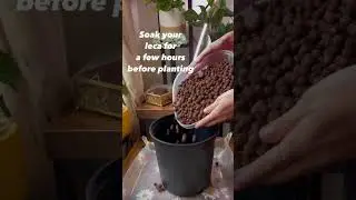 Have you tried leca? I&rsquo;m in the process of converting 90% of my plants! 🌱