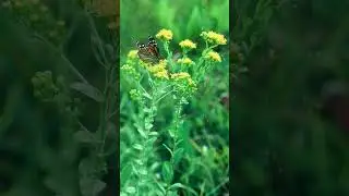 🌻&sup1;⁰☆&bull;&sup3;◇&sup1;■&sup2;□&sup3;⁶ Rigid Goldenrod (Solidago rigida) in Sunflower Family (Asteraceae)