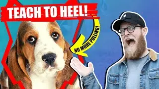 How To Get Your BASSET HOUND To WALK TO HEEL