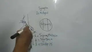 Mechanism of Synaptic transmission and Action of Transmitter, EPSP and IPSP (Dr Mohamed Fayez)