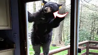 The Most TERRIFYING Bear Encounters Of All Time