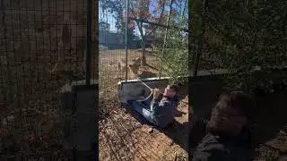 Elvis the Lion Tug of War #wildanimalsafari #animals #lion #enrichment #tugofwar