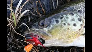 Fiske i Finnmark