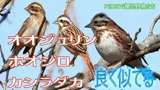 オオジュリン・ホオジロ・カシラダカ